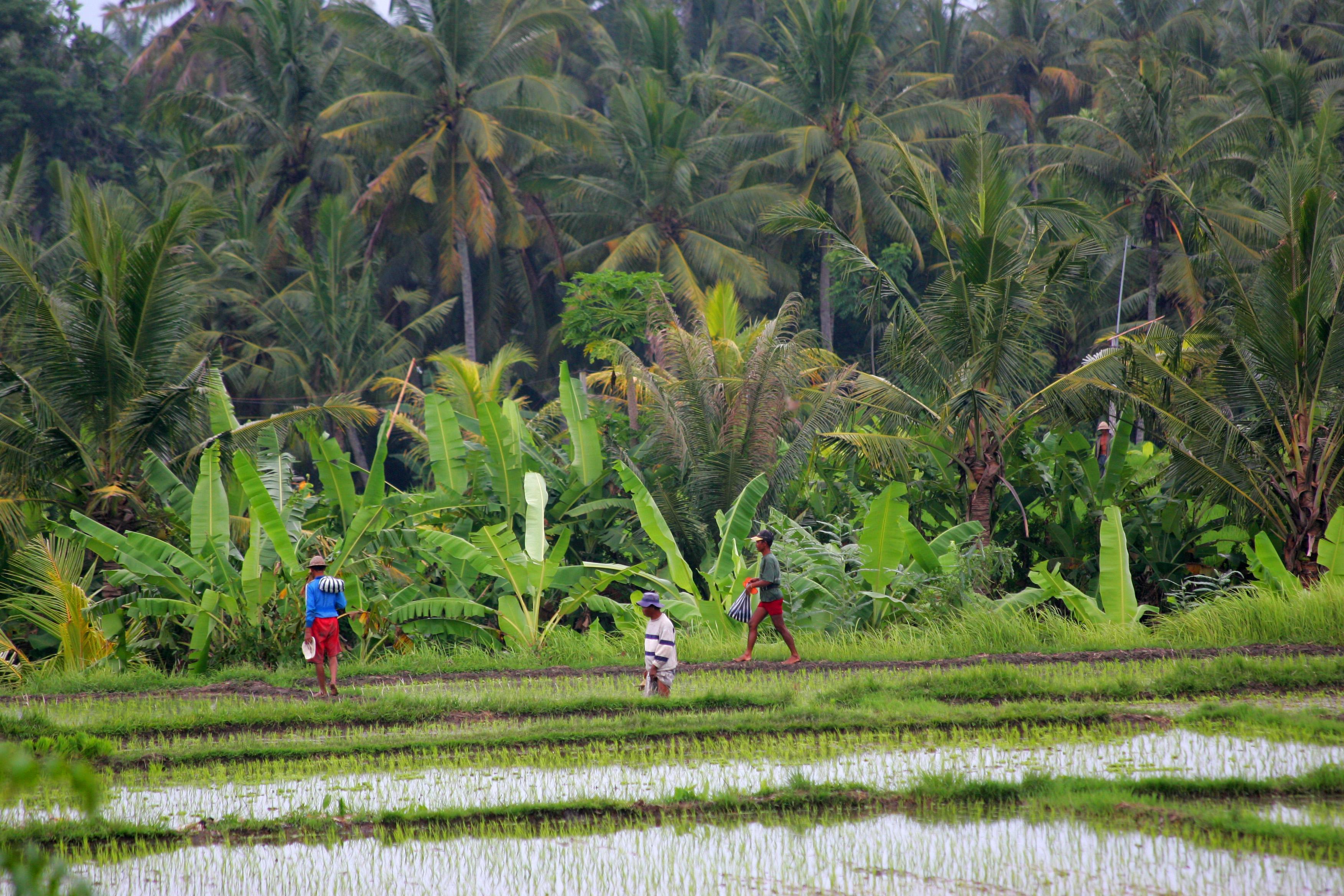 Taman Harum Cottages Ubud Exterior foto